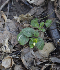Lamium galeobdolon
