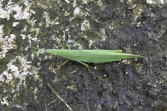 Atractomorpha lata