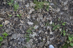 Dryopteris carthusiana