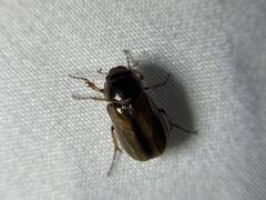 Phyllophaga bruneri