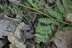 Dryopteris carthusiana