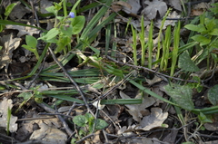 Carex pilosa