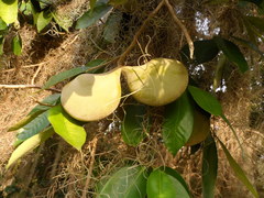 Aspidosperma megalocarpon
