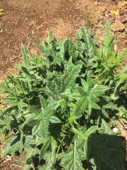 Cirsium vulgare
