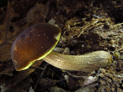 Boletellus chrysenteroides