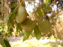 Aspidosperma megalocarpon