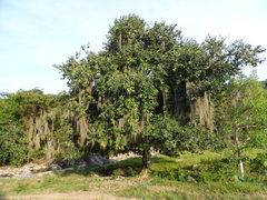 Aspidosperma megalocarpon