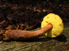 Boletellus chrysenteroides
