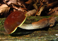 Boletellus chrysenteroides