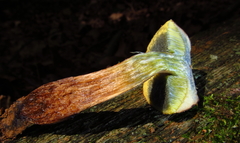 Boletellus chrysenteroides