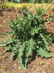 Cirsium vulgare