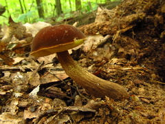 Boletellus chrysenteroides