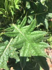 Cirsium vulgare