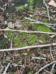 Racomitrium canescens latifolium
