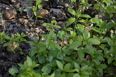 Mercurialis perennis