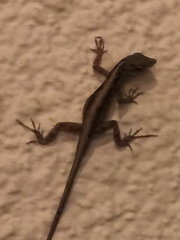 Anolis sagrei