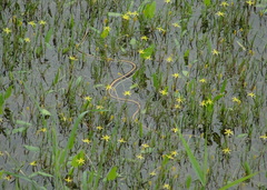 Thamnophis proximus orarius