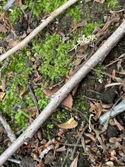 Racomitrium canescens latifolium