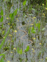 Thamnophis proximus orarius