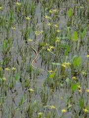 Thamnophis proximus orarius