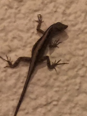 Anolis sagrei