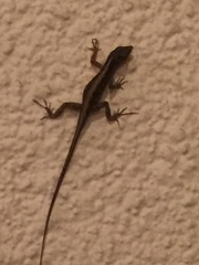 Anolis sagrei