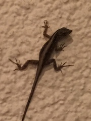 Anolis sagrei