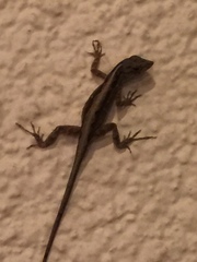 Anolis sagrei