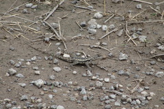 Sceloporus olivaceus