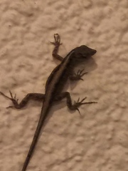 Anolis sagrei