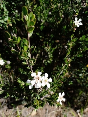 Leptospermum grandiflorum