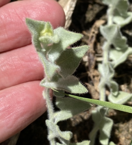 Sierra False Bindweed foliage