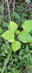 Magnoliopsida