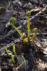 Dryopteris filix-mas