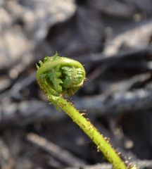 Dryopteris filix-mas