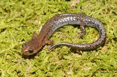 Plethodon dorsalis
