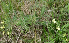Baptisia bracteata leucophaea
