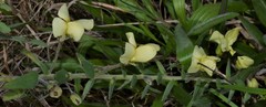 Baptisia bracteata leucophaea