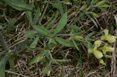 Baptisia bracteata leucophaea