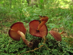 Callistosporium purpureomarginatum