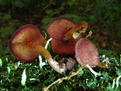 Callistosporium purpureomarginatum