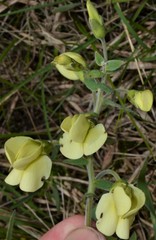 Baptisia bracteata leucophaea