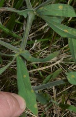 Baptisia bracteata leucophaea