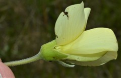 Baptisia bracteata leucophaea
