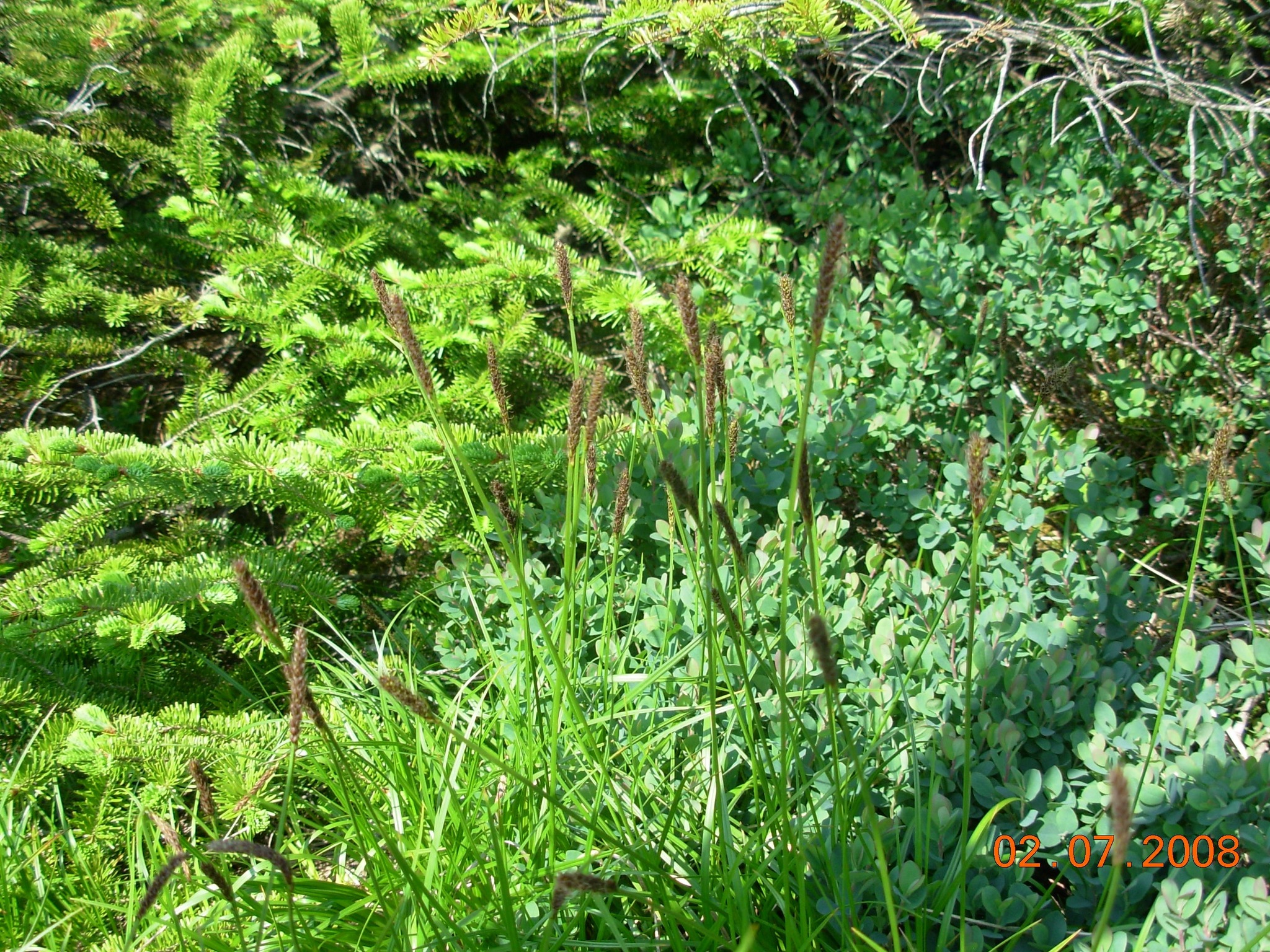 Carex scirpoidea ssp. scirpoidea