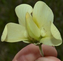 Baptisia bracteata leucophaea