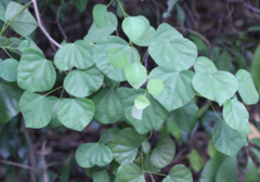 Pericampylus glaucus