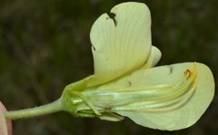 Baptisia bracteata leucophaea