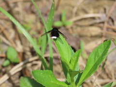 Ogcodocera leucoprocta