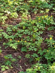 Anemonoides ranunculoides